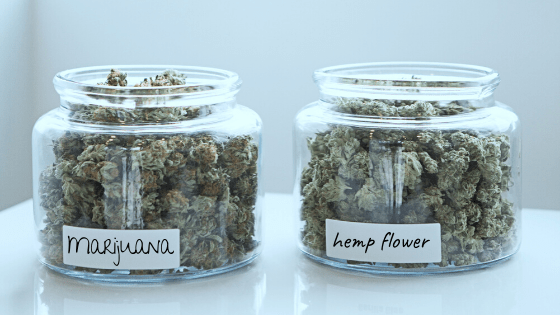 marijuana-vs-cbd-flower-difference