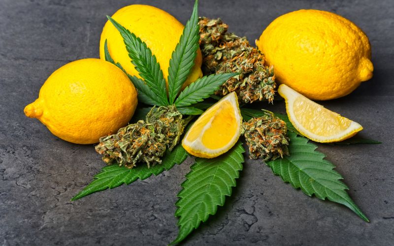 cannabis buds with lemon