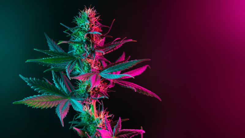 colorfully lit cannabis plant