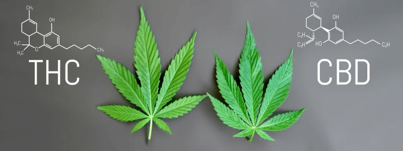 thc and cbd cannabis leaves