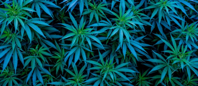 blue cannabis plants