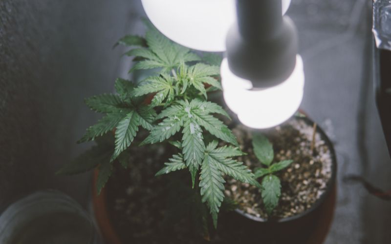 cannabis grow light