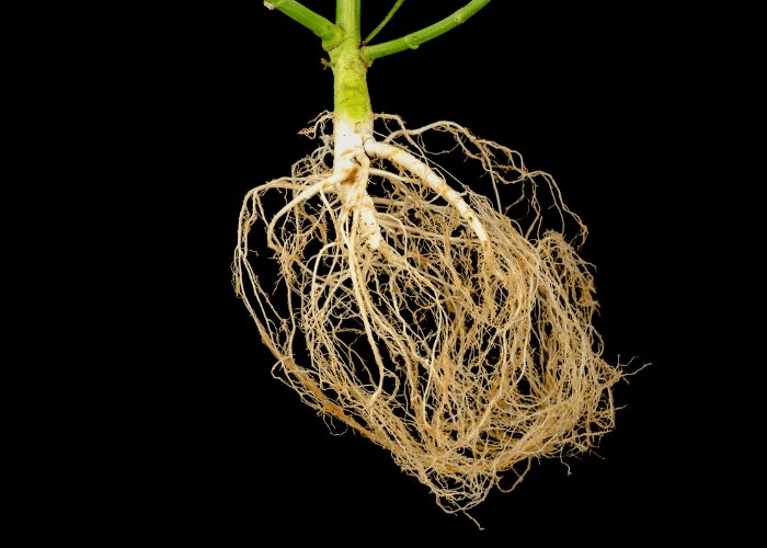 cannabis roots