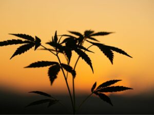 cannabis plant in front of sunset