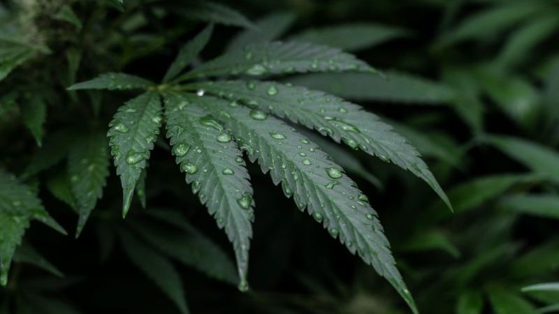 cannabis leaf in rain